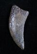Extremely Rare Marshosaurus Tooth - Dana Quarry #1684-1